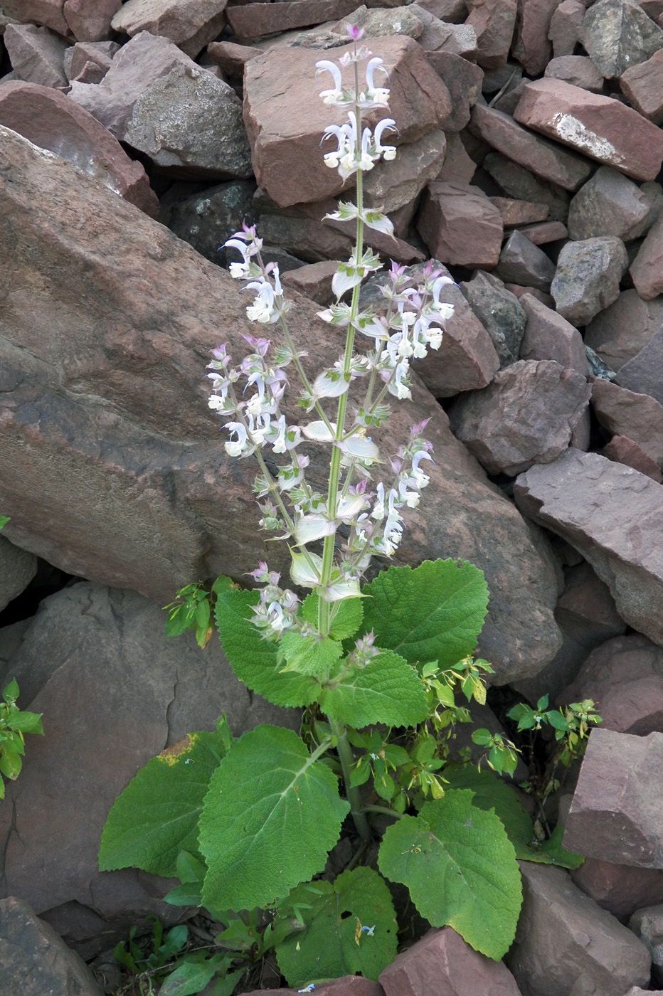 Image of Salvia sclarea specimen.