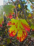 Ribes aureum