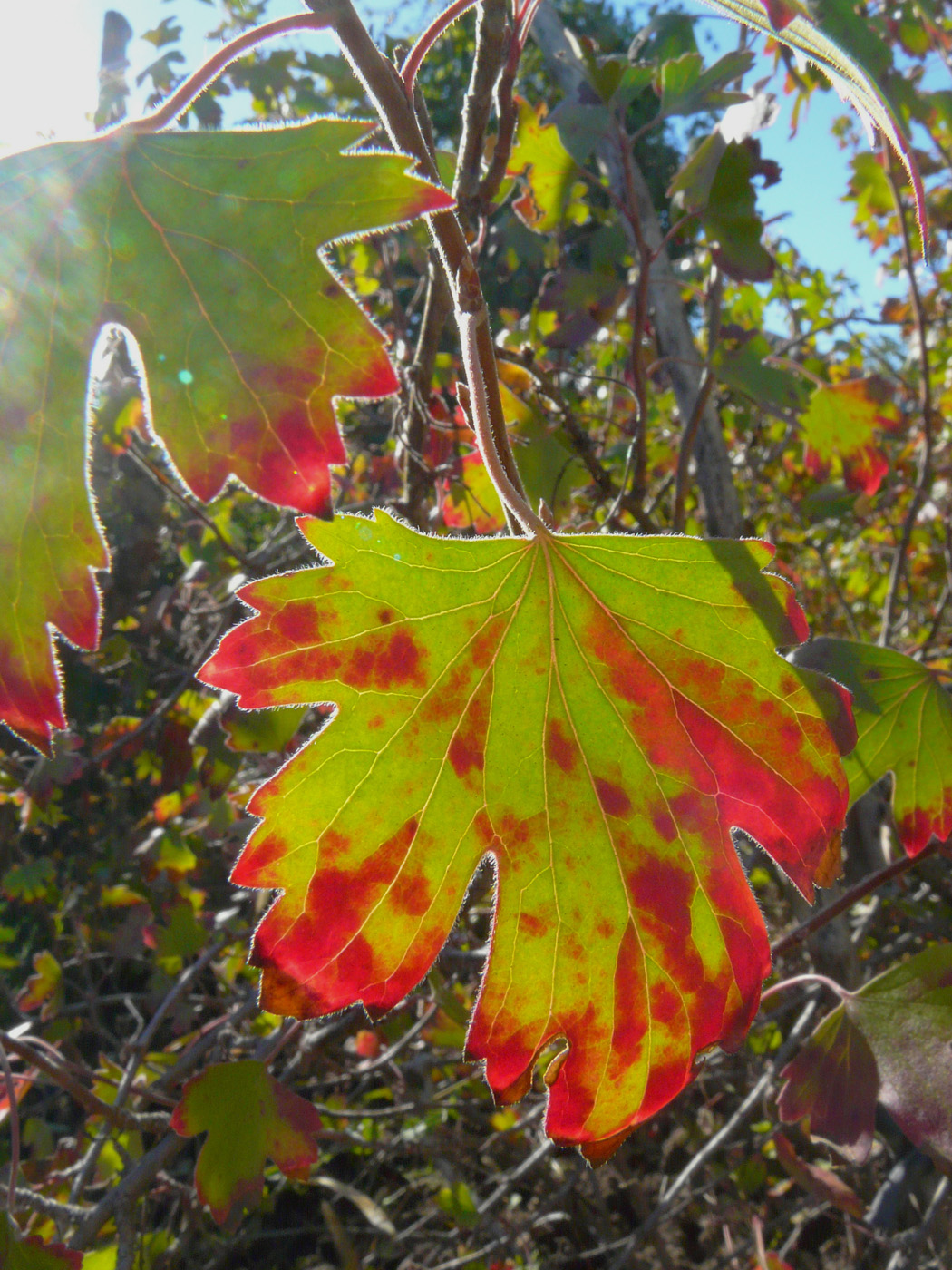 Image of Ribes aureum specimen.