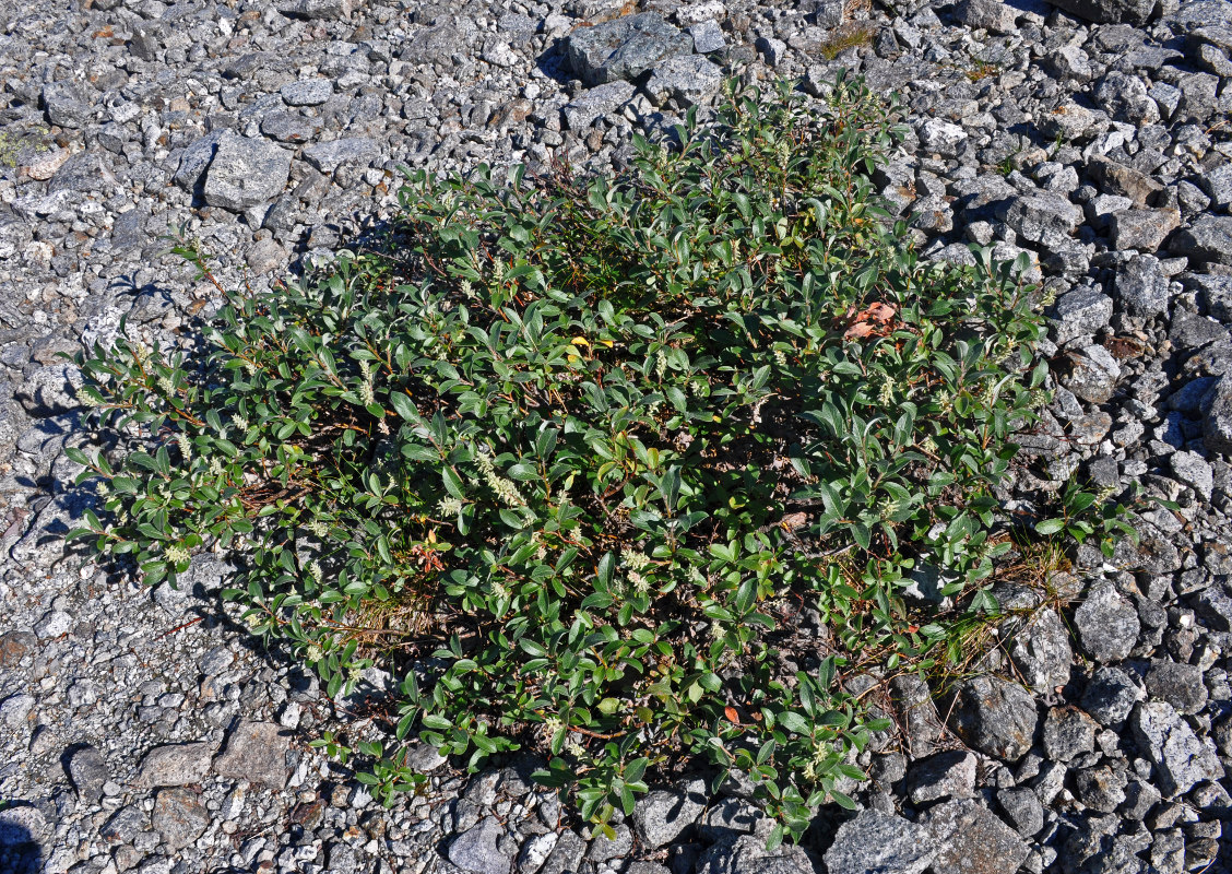 Image of Salix glauca specimen.