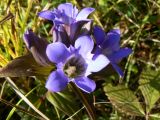 Gentiana scabra