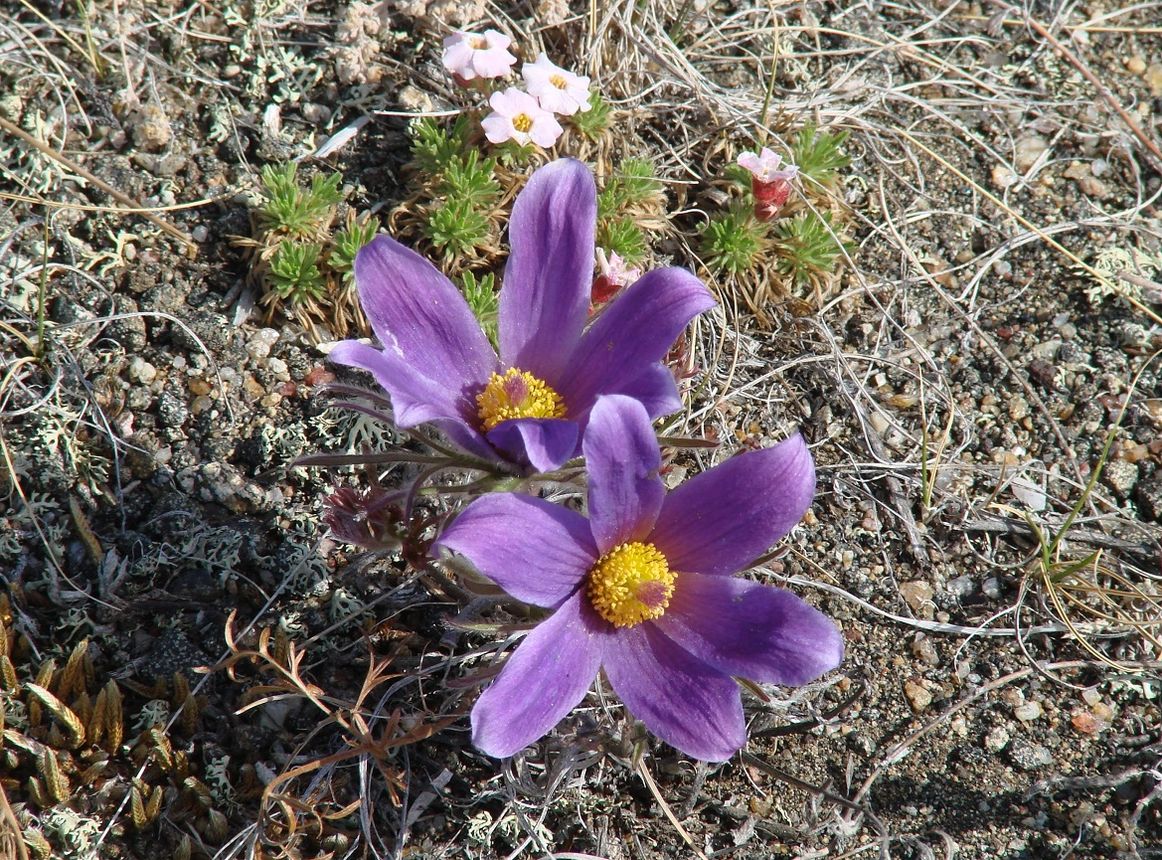 Image of Pulsatilla turczaninovii specimen.