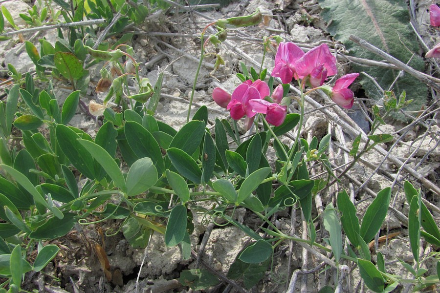 Изображение особи Lathyrus tuberosus.