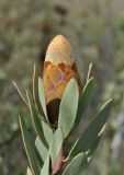Protea lanceolata