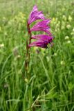 Gladiolus imbricatus. Соцветие с цветками и завязавшимися плодами. Украина, Ивано-Франковская обл., Галичский р-н, окр. с. Бовшев, Касова гора, луговой склон. 24 июня 2010 г.