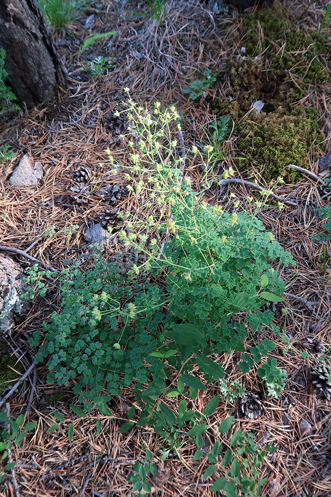 Image of Thalictrum foetidum specimen.