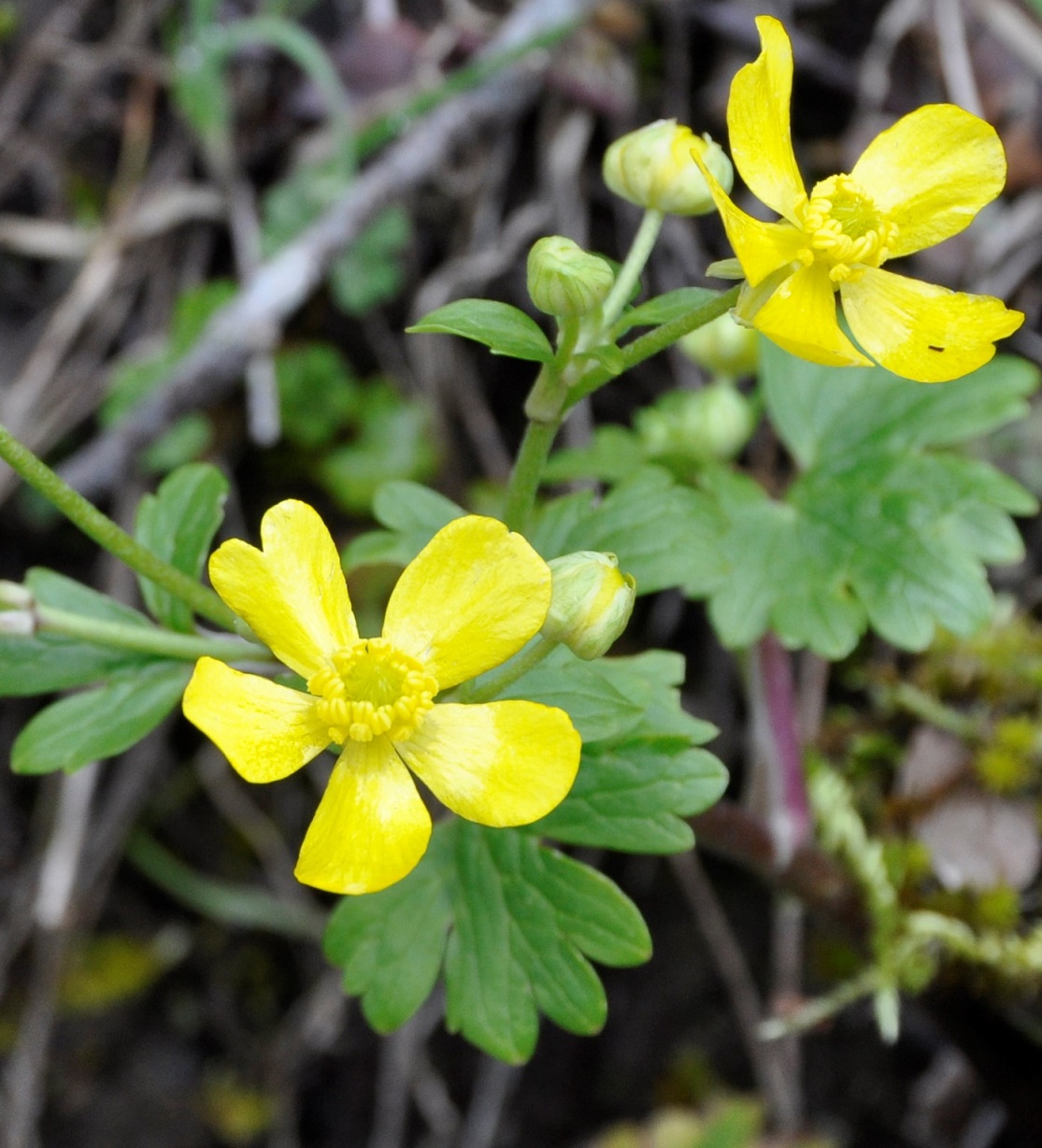 Изображение особи Ranunculus kykkoensis.