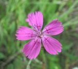 Dianthus deltoides. Цветок. Архангельская обл., Вельский р-н, окр. пос. Усть-Шоноша, сухой луг. 26.06.2011.