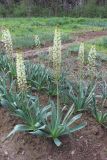Eremurus lachnostegius