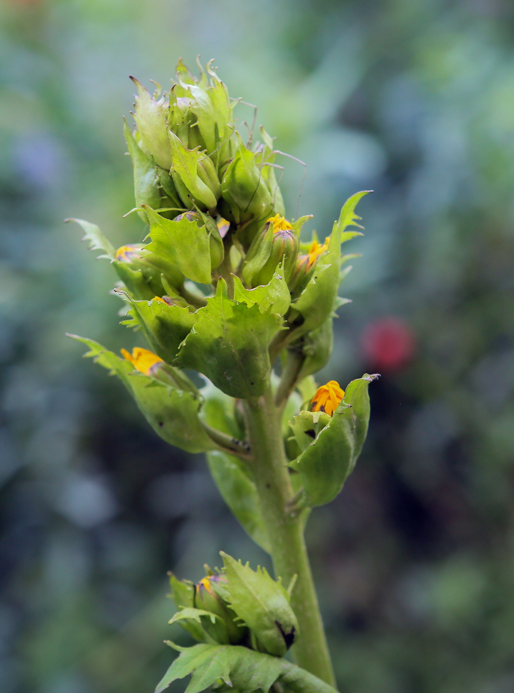 Image of genus Ligularia specimen.