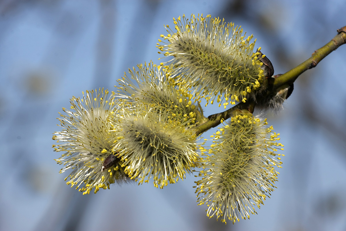 Изображение особи Salix caprea.