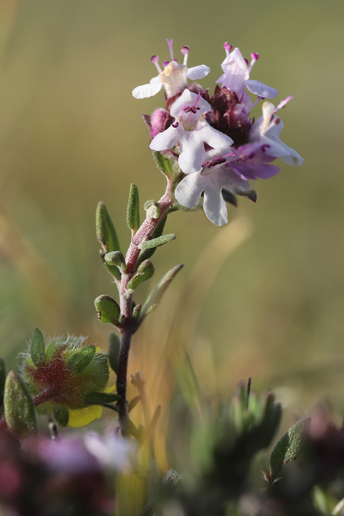 Изображение особи Thymus vulgaris.