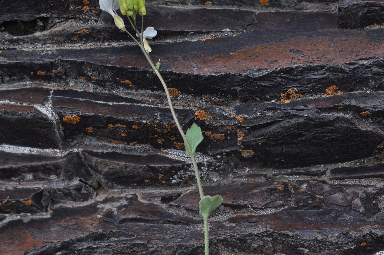 Image of Arabis caucasica specimen.