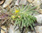 Ajuga glabra