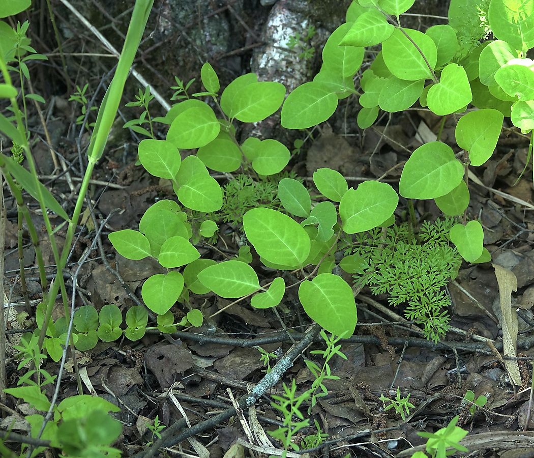 Image of Lonicera caprifolium specimen.