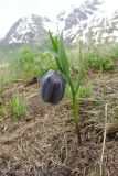 Fritillaria latifolia