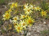 Senecio jacobaea