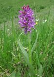 Dactylorhiza euxina. Верхушка цветущего растения. Дагестан, Акушинский р-н, окр. с. Акуша, ок. 1900 м н.у.м., субальпийский луг. 06.06.2019.