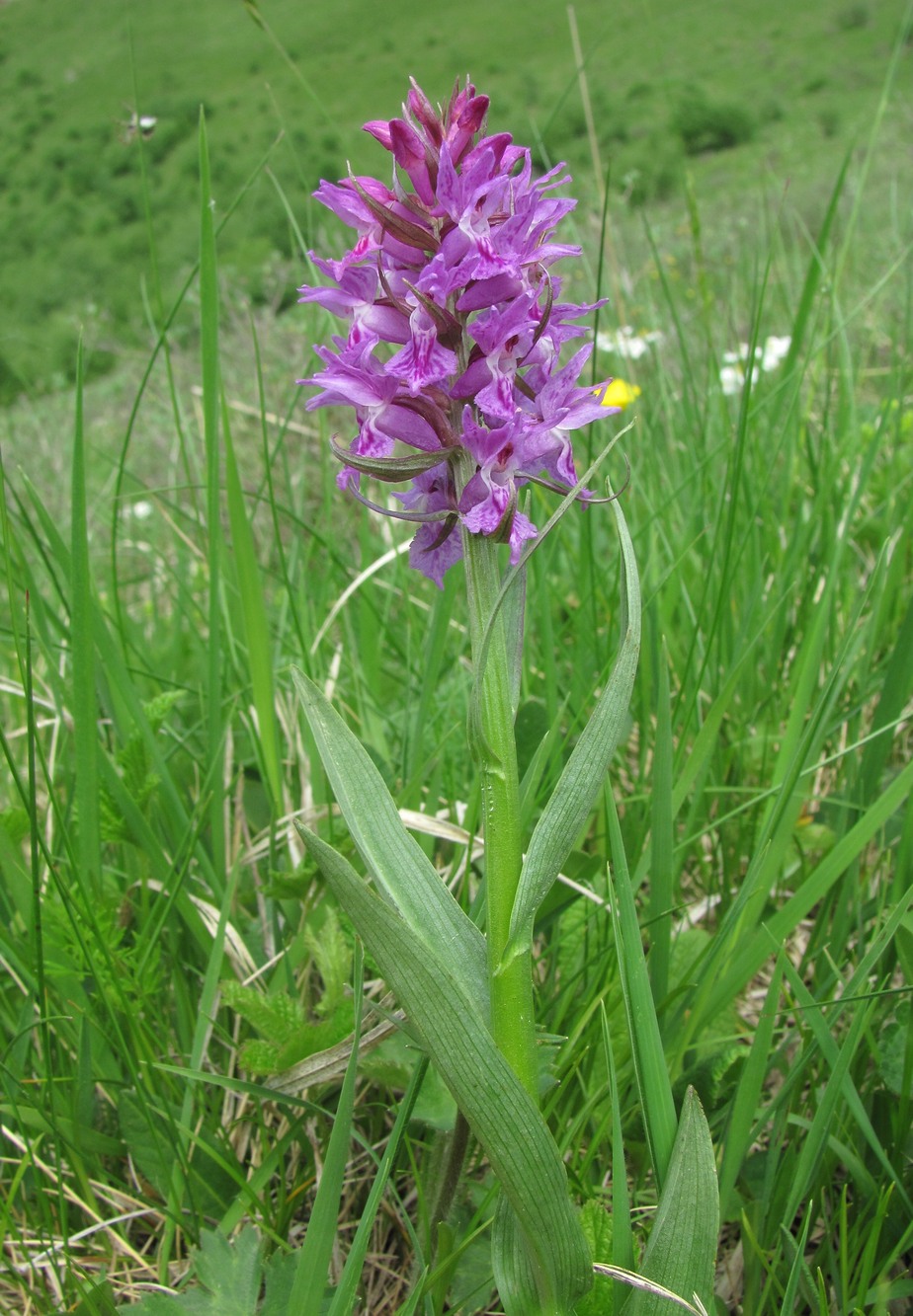 Image of Dactylorhiza euxina specimen.