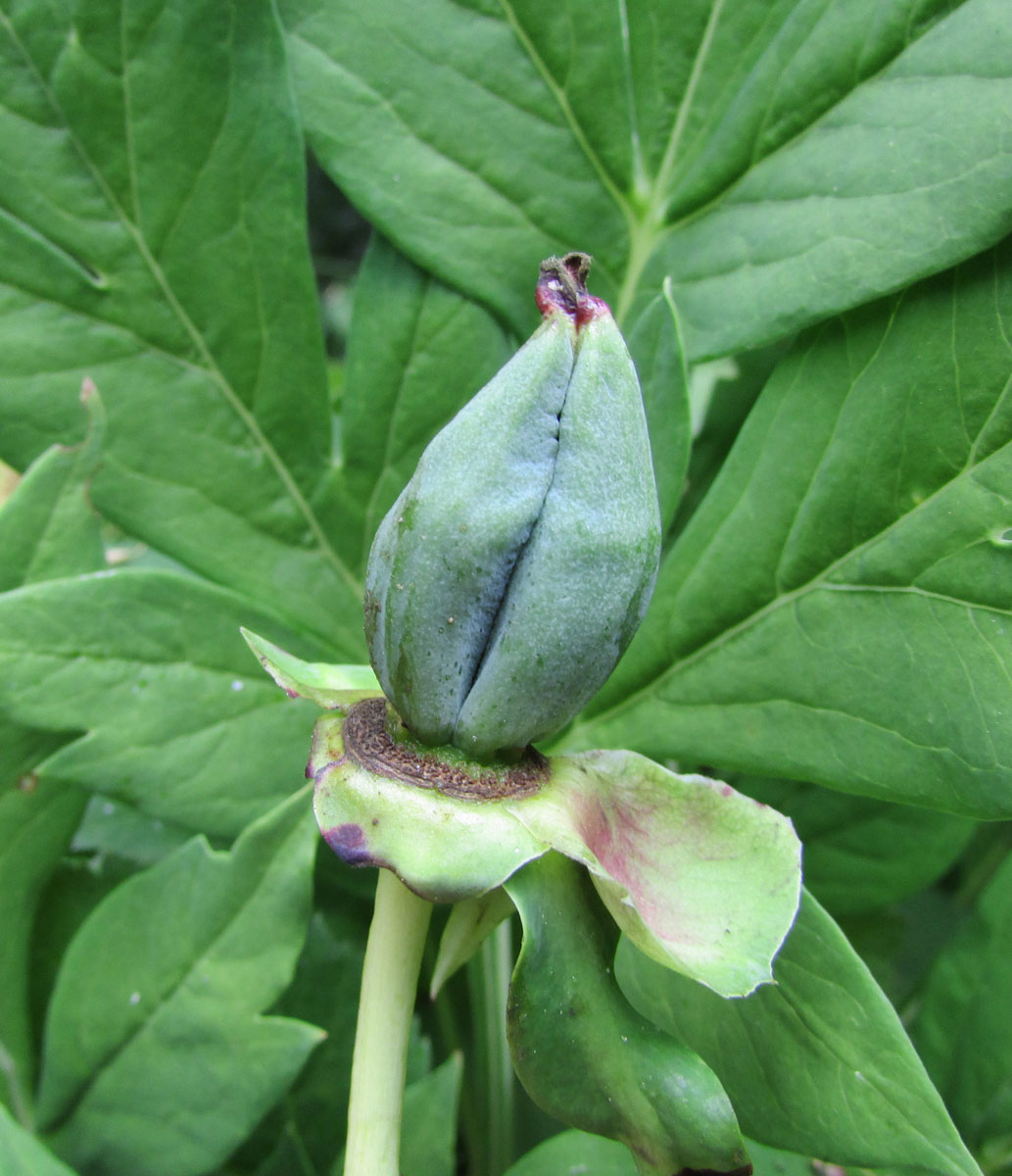 Изображение особи Paeonia delavayi.