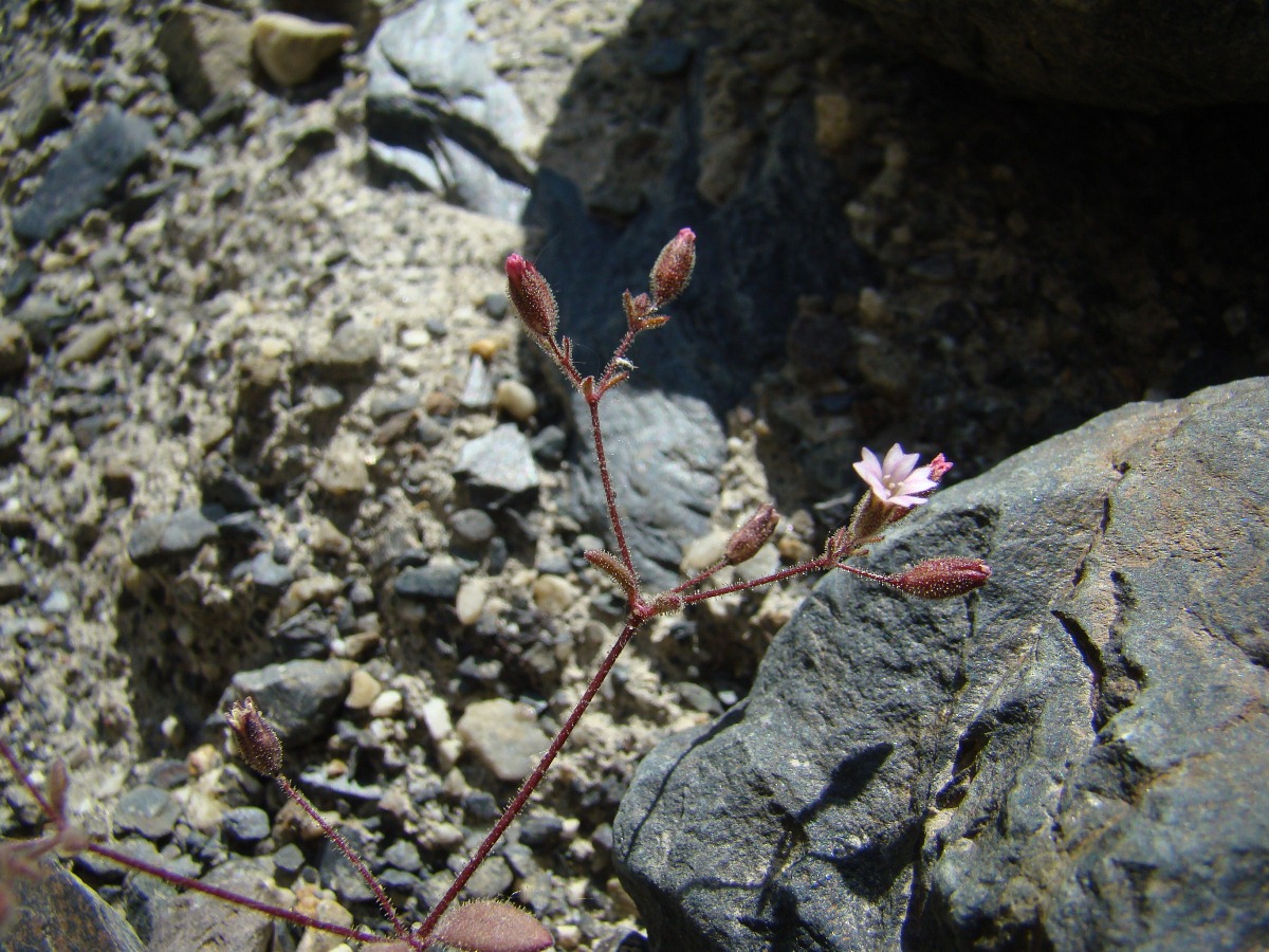 Изображение особи Psammophiliella floribunda.