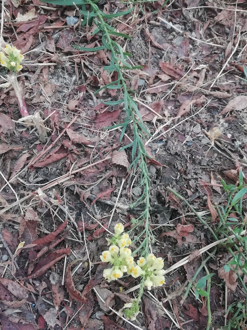 Image of genus Linaria specimen.