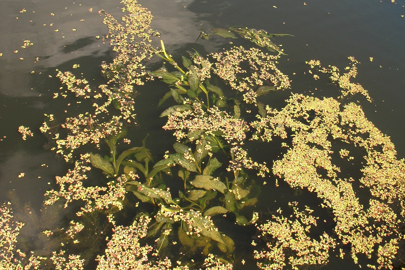 Image of Potamogeton lucens specimen.