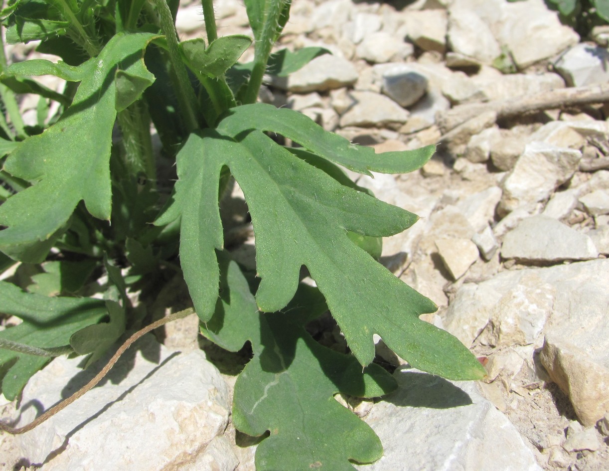 Image of Papaver litwinowii specimen.