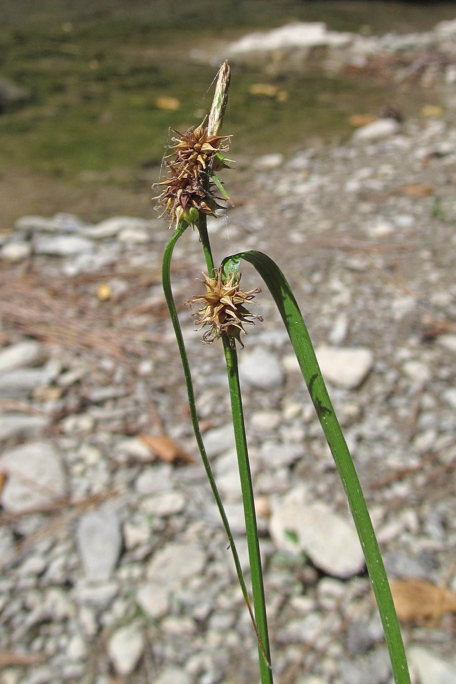 Изображение особи Carex flava.