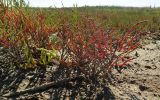 Salicornia perennans