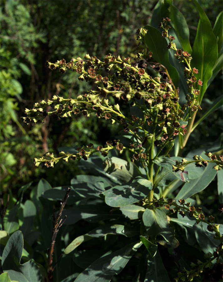 Image of Sibiraea altaiensis specimen.