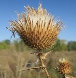 Cirsium ukranicum