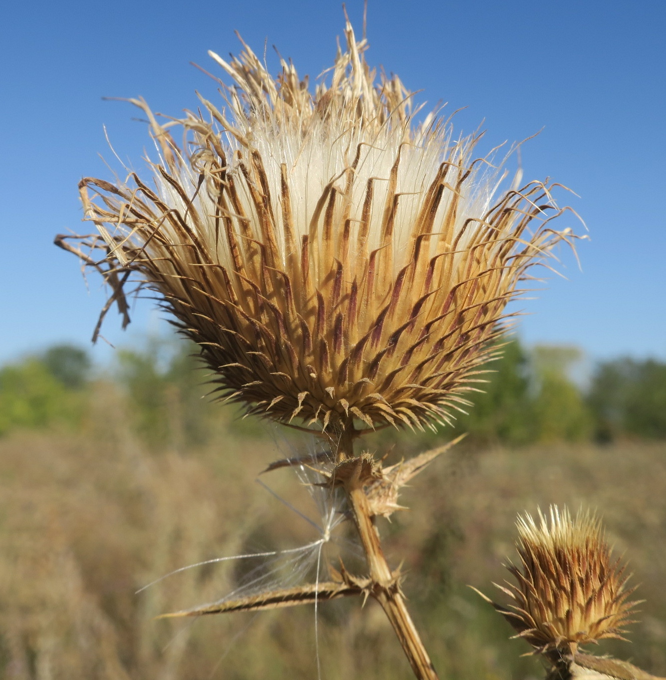 Изображение особи Cirsium ukranicum.