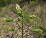 Campanula praealta. Верхушка соцветия с бутонами. Краснодарский край, м/о г. Геленджик, хр. Коцехур, гора Мемедо, широколиственный лес, обочина горно-лесной дороги. 23.05.2015.