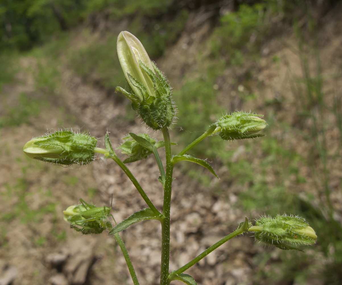 Image of Campanula praealta specimen.