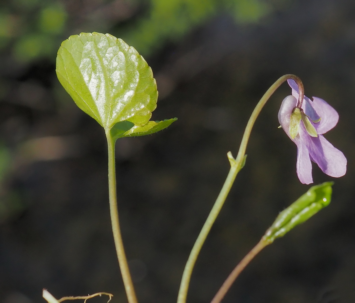 Изображение особи Viola epipsiloides.