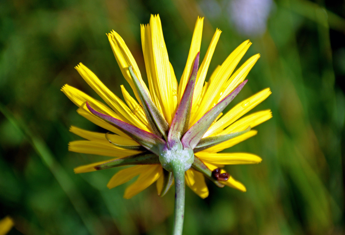 Изображение особи род Tragopogon.