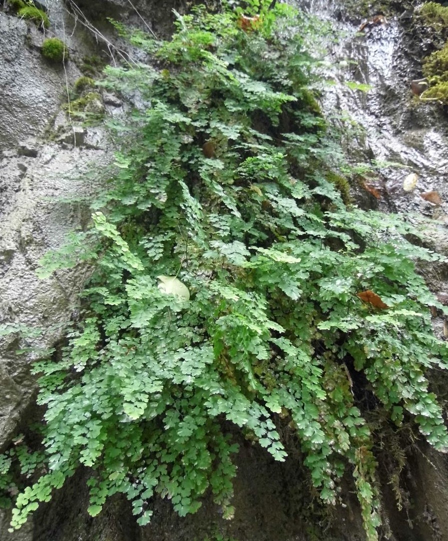 Изображение особи Adiantum capillus-veneris.