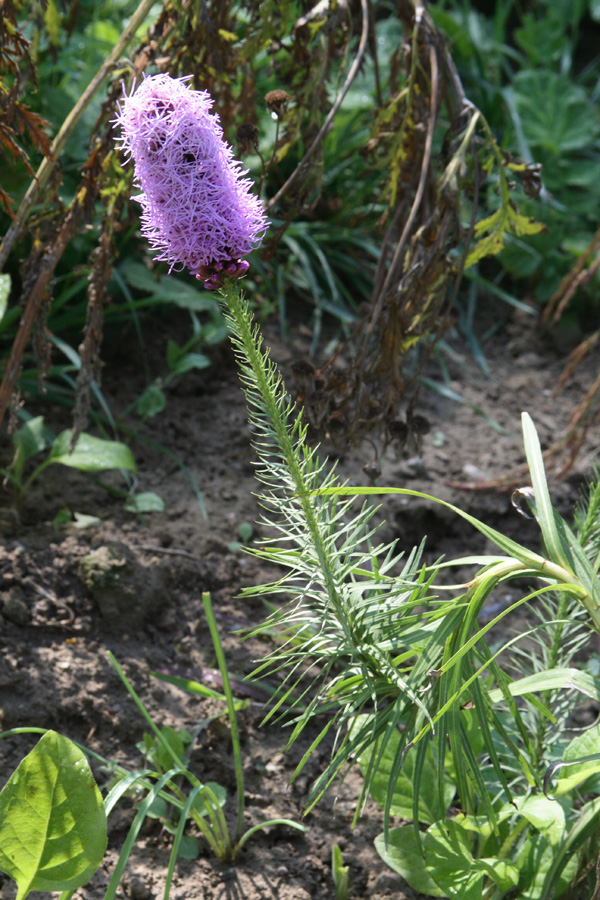 Image of Liatris spicata specimen.