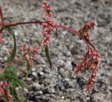 Aconogonon ocreatum variety laxmannii. Часть побега с соцветием. Магаданская обл., окр. г. Магадан, мыс Островной, щебнистый склон. 22.07.2018.