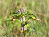 Gentiana cruciata