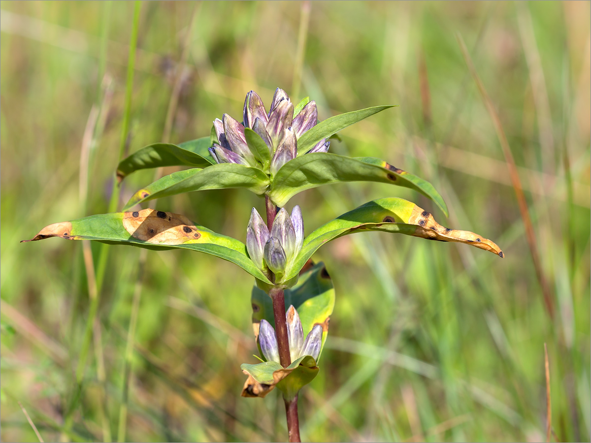 Image of Gentiana cruciata specimen.