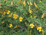 Caragana aurantiaca. Ветки с цветками. Кыргызстан, Иссык-Кульский р-н, Семеновское ущелье, кустарник на берегу ручья. 01.06.2019.
