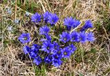 Gentiana grandiflora. Цветущие растения. Алтай, Кош-Агачский р-н, долина р. Аккаллу-Озек, ≈ 2700 м н.у.м., горная тундра. 17.06.2019.