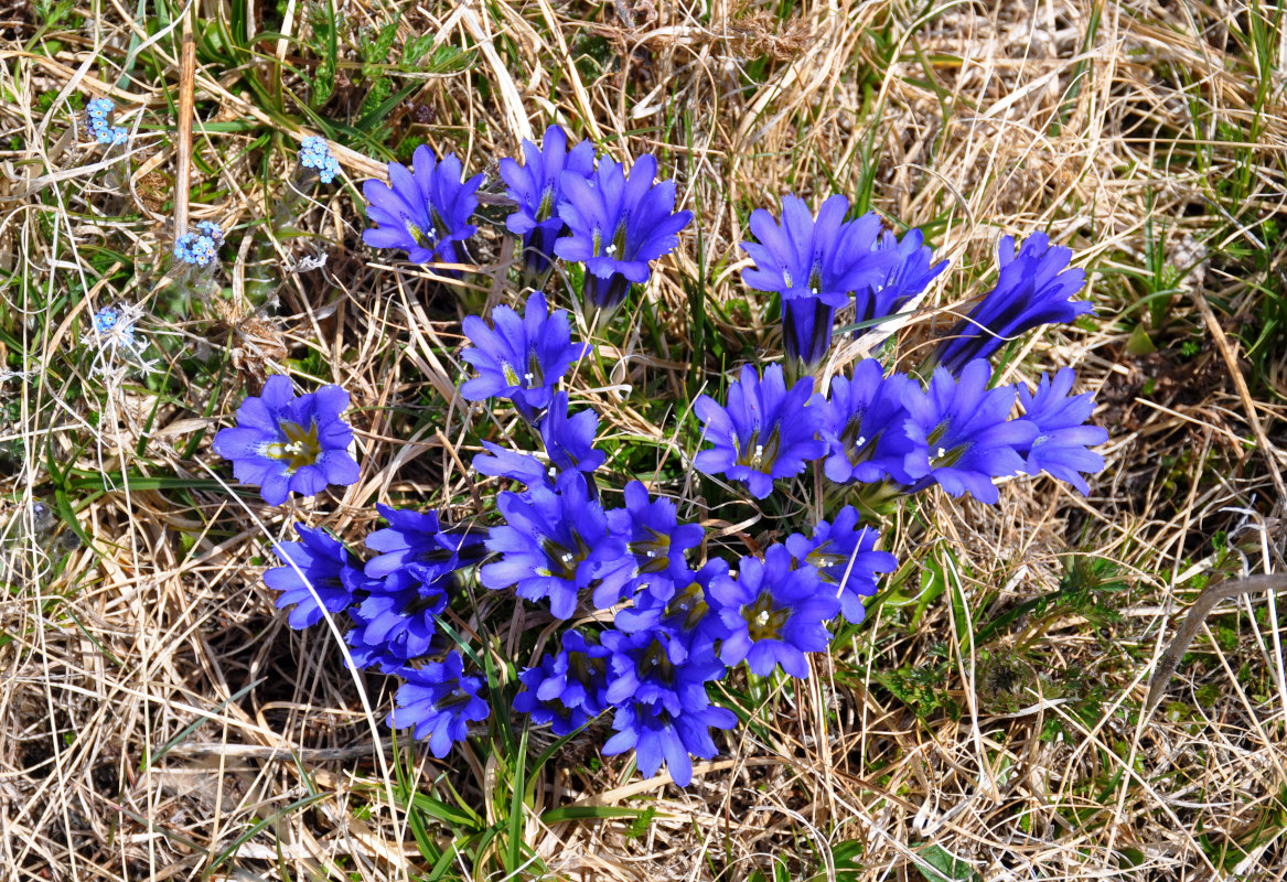 Image of Gentiana grandiflora specimen.