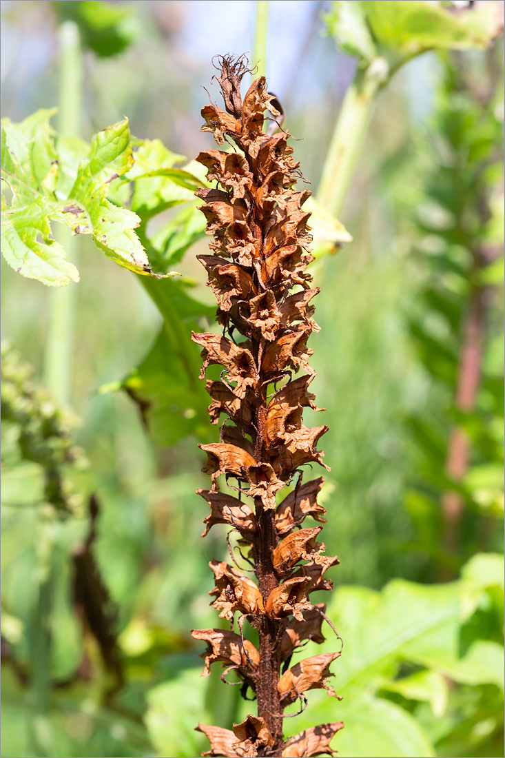 Изображение особи Orobanche pallidiflora.