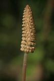 Equisetum sylvaticum