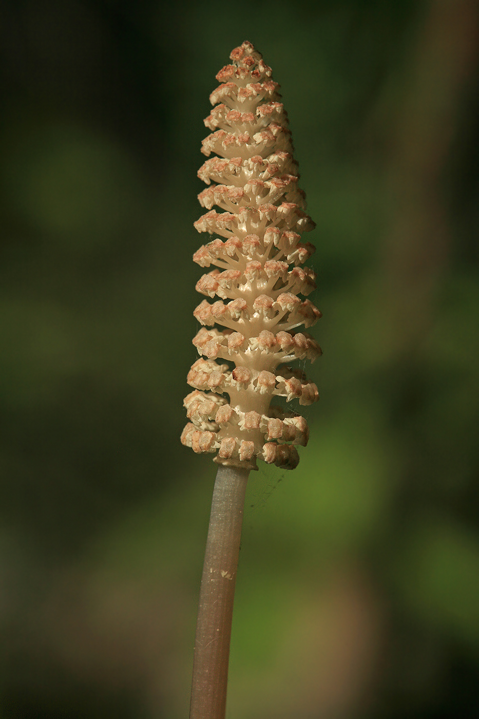 Изображение особи Equisetum sylvaticum.