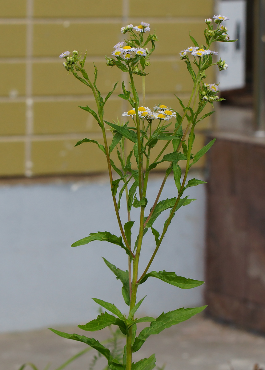 Изображение особи Erigeron annuus.