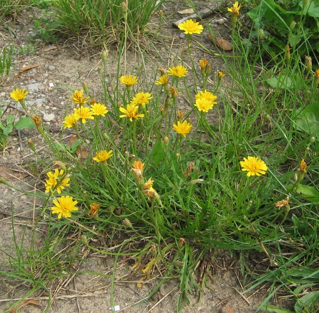 Image of Scorzoneroides autumnalis specimen.